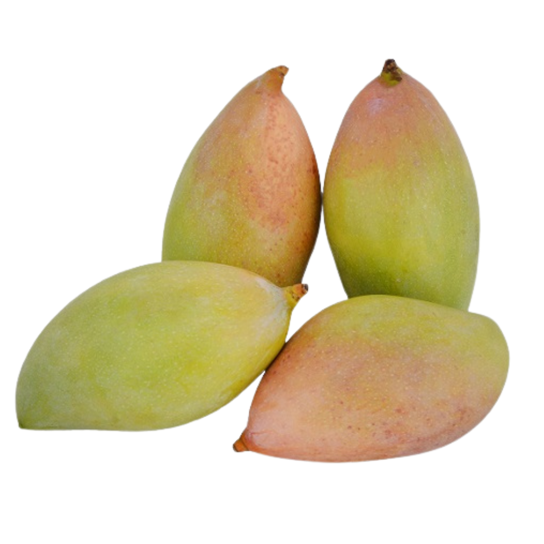 TOTA PURI mango